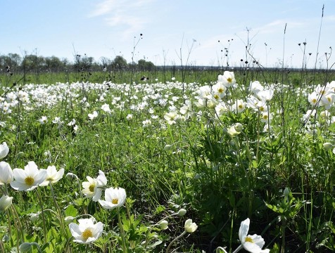В Калужской области исследовали уникальные Залидовские луга