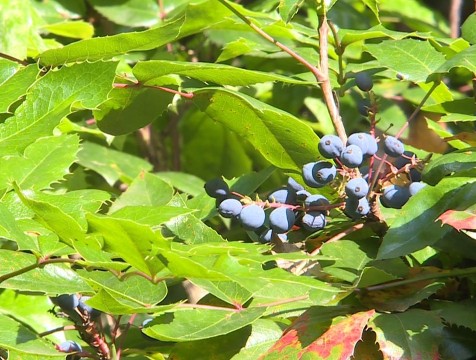Аномальная жара сохранится в Калужской области до конца рабочей недели