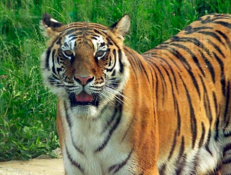 День тигра отмечают во всем мире