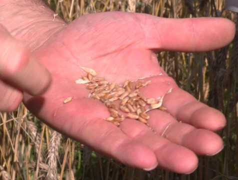 В Калужской области уборку кормовых культур начнут с небольшой задержкой