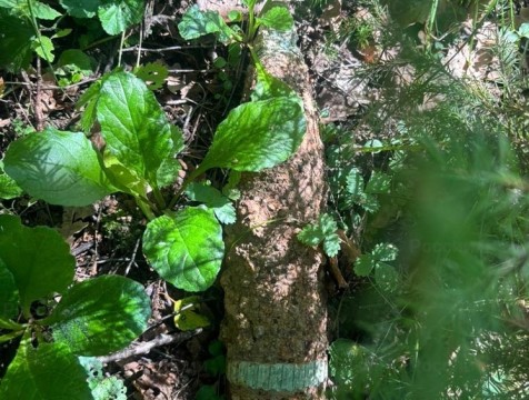 В Малоярославецком районе обезвредили снаряд времен Великой Отечественной