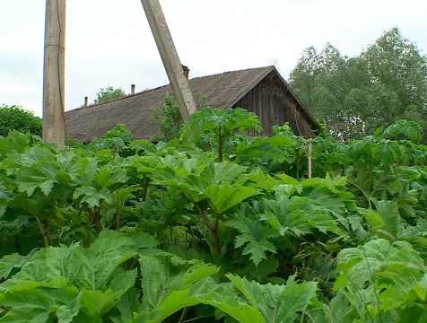 Владельцев земельных участков обяжут бороться с борщевиком