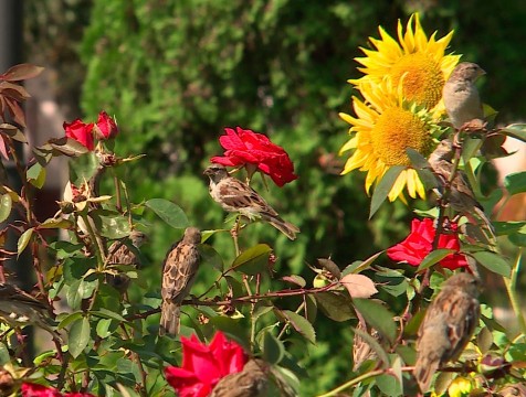 Калужанам предлагают считать воробьёв в рамках всероссийской акции