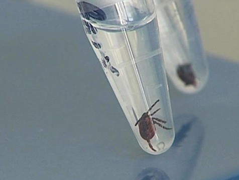 88 укусов клещей зарегистрировано за неделю в Калужской области