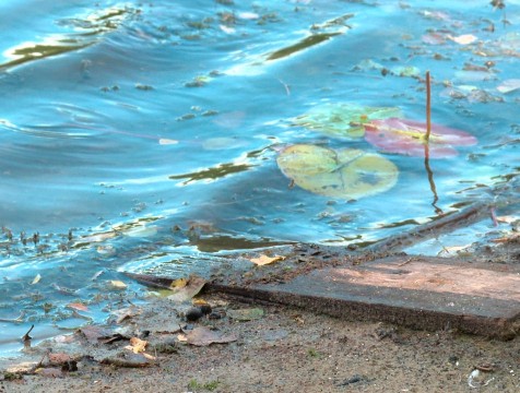 Калужане провели субботник на пруду Вырка