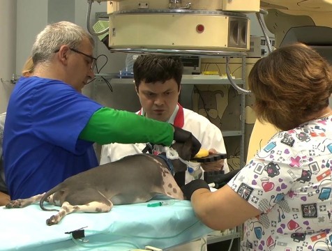 В ветклинике Обнинска лечат онкологию у животных со всего мира