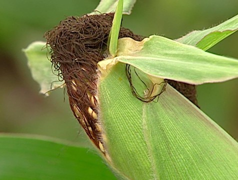 Кукурузные поля Калужской области проверят на наличие вредителей