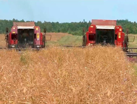 Калужские аграрии идут на рекорд по сбору рапса