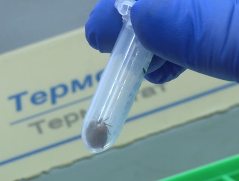 Почти сто жителей Калужской области пожаловались на укусы клещей