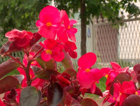 В Калуге высажено почти 250 тысяч однолетних цветов