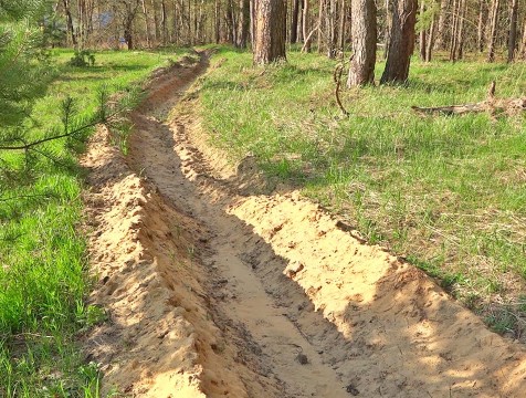 19 лесопользователей устранили нарушения после вмешательства прокуратуры