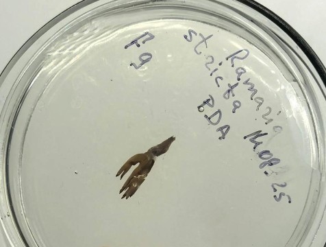 В Калуге стартовал проект по сохранению редких видов растений