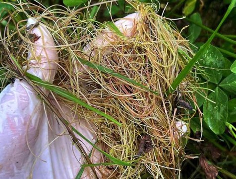 Карантин по повилике объявлен в Козельском районе