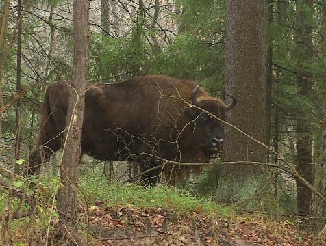 Прикорм зубров начинают в 