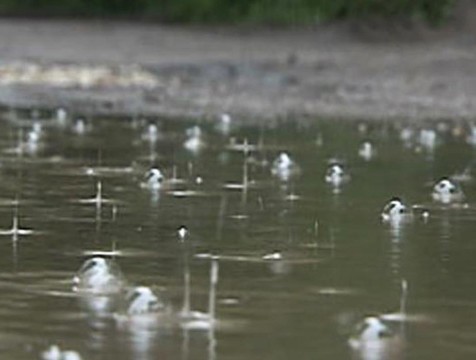 Август перевыполнил норму по осадкам в Калужской области