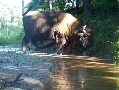 Фотоловушка в 