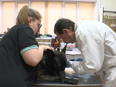 Льготные акции по стерилизации домашних питомцев проводят в Калуге