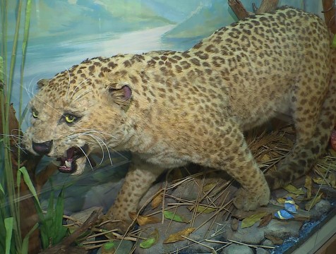 Чучело леопарда стало новым экспонатом в калужском музее-заповеднике