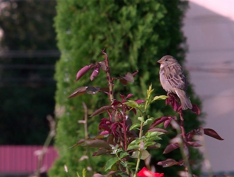 Бабье лето прогнозируют синоптики в Калужской области
