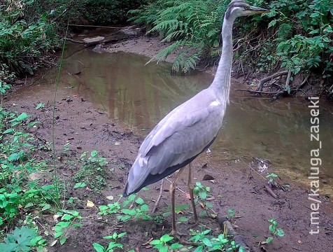 Серая цапля попала в фотоловушку 