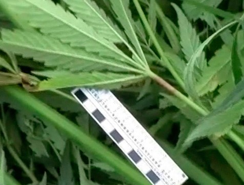 Конопля из парка привела жителя Кирова на скамью подсудимых