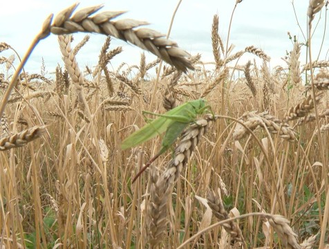 Калужские селекционеры выводят стойкие сорта пшеницы