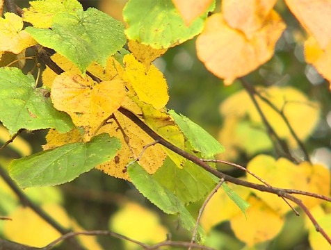В Калужской области сентябрь ожидается немного теплее климатической нормы