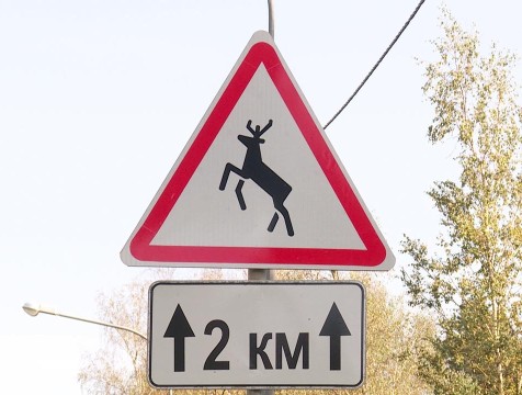 Калужан предупредили о появлении лосей на автодороге