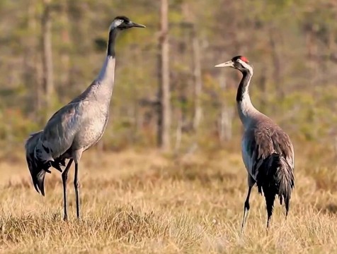 До 140 пар журавлей гнездились в Калужской области