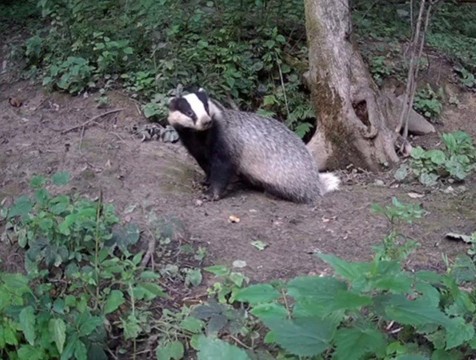 Урок спокойствия показал барсук из 