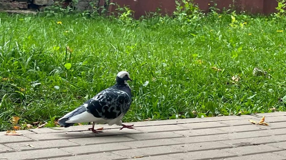 голубь-гуляют.jpg