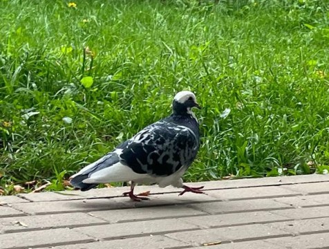 Голуби опасны для здоровья и кошелька калужан