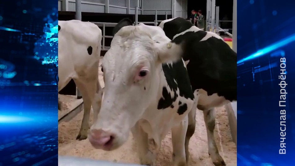 быки.jpg