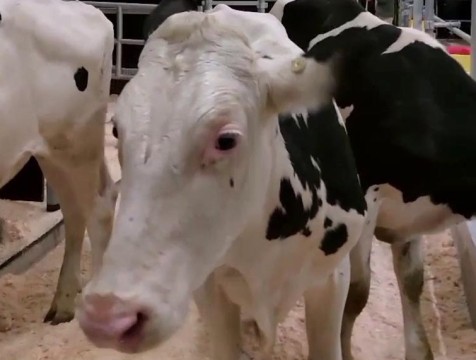 Быков голштинской породы завезли в Малоярославецкий район для селекционных целей