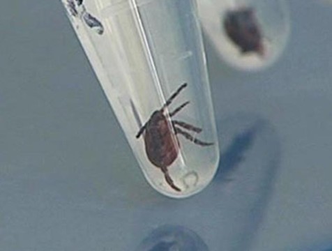 Болезнь Лайма выявлена у каждого пятого клеща в Калужской области