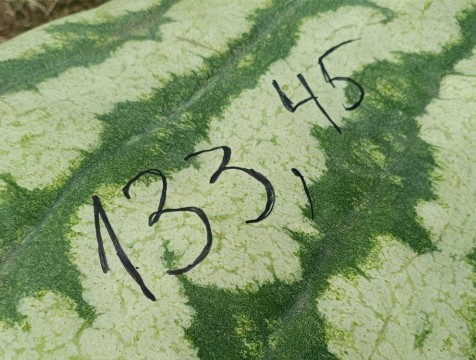 Арбуз весом с мотоцикл вырастили в Калужской области