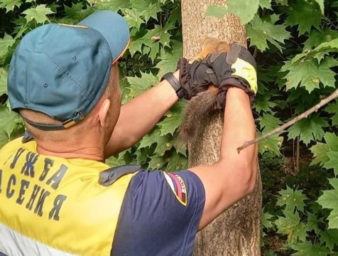 В Обнинске из офиса спасли бельчонка