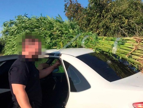 299 кустов каннабиса нашли на лесной полянке в Козельском районе