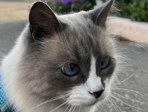 Калужане смогут выбрать себе домашнего любимца на ярмарке 