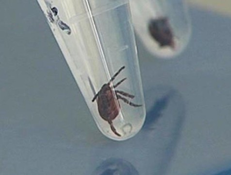 Каждый пятый клещ в Калужской области заражён