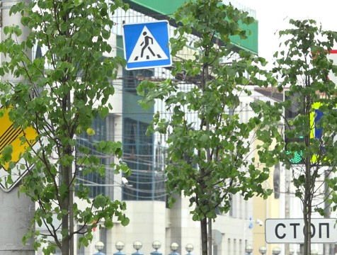 Еще 150 крупномерных деревьев высадят в Калуге в этом сезоне