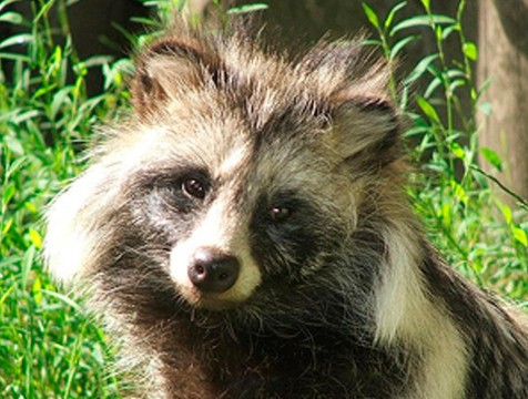 В Жиздринском районе ввели карантин по бешенству