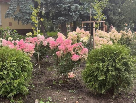 Более 5 тысяч деревьев и кустарников высажено в Калуге