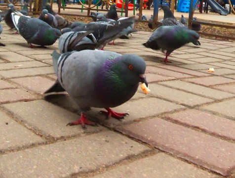 Боровчанам вновь напоминают о запрете кормления голубей