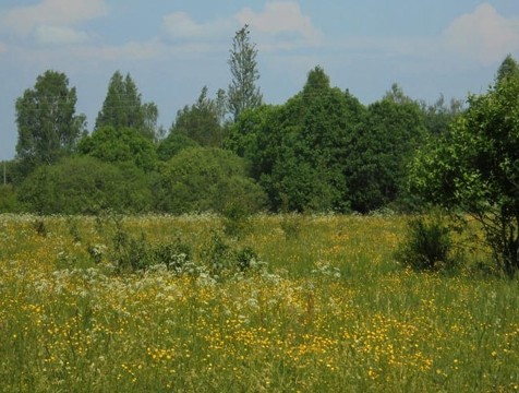 В Думиничском районе оштрафовали владельца заброшенного участка