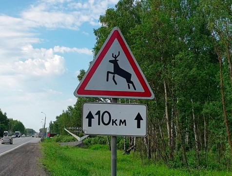 Лоси на дорогах: водителей Калуги предупреждают об опасности