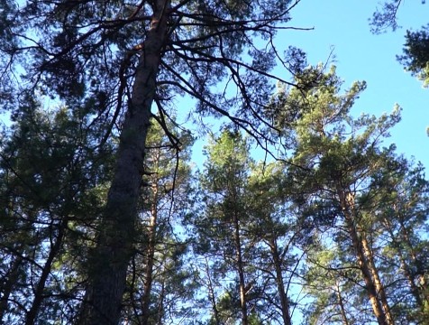 Особый противопожарный режим ввели в Калуге