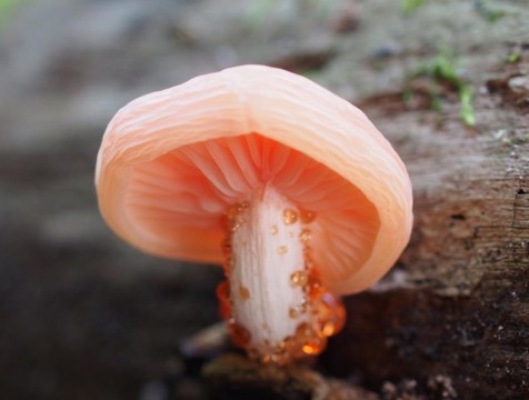 Калужские леса удивили 