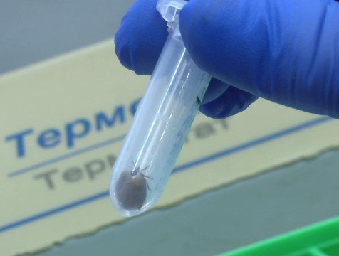 За неделю число жалоб на укусы клещей сократилось в Калужской области