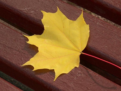 Осеннее равноденствие встретит калужан долгими вечерами